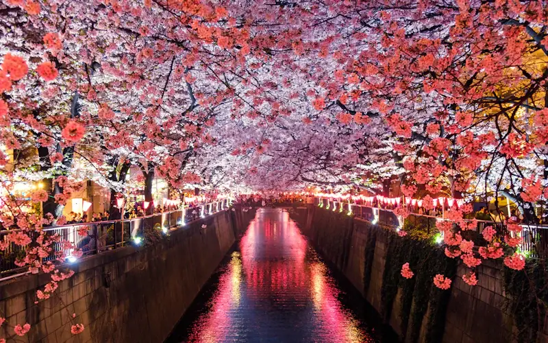 桜の並木