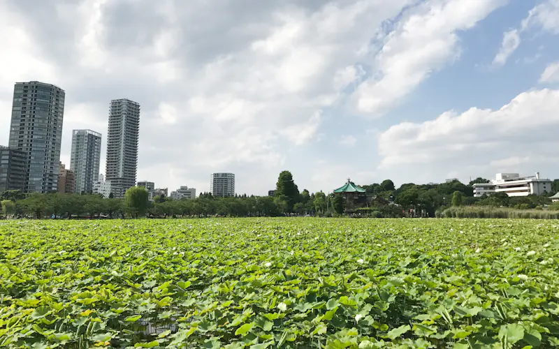 緑の芝生が広がる公園